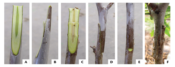Photograph of whip grafting process. 